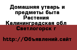 Домашняя утварь и предметы быта Растения. Калининградская обл.,Светлогорск г.